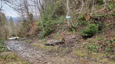 Ormanın güzel manzarası