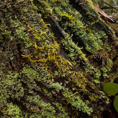 Ormandaki ağacın kabuğunda yosun var.