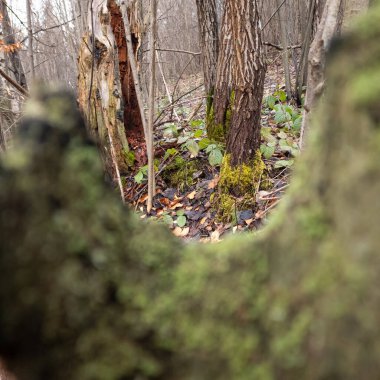 Ormandaki ağaçta yosun var. yüksek kaliteli fotoğraf