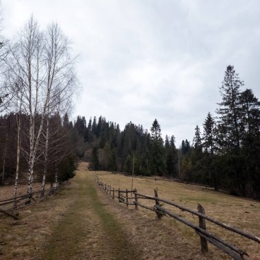 Ormanda ahşap çitler