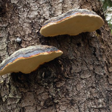 Ormandaki mantarın kapağını kapatın..