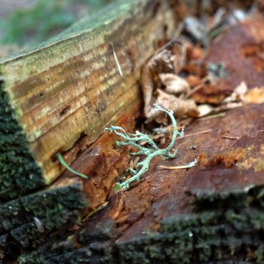 Bir kütüğe yaklaş