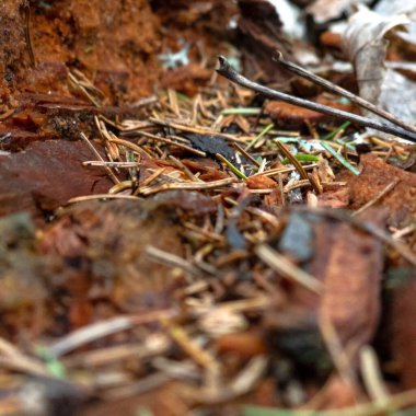 Ormandaki yeşil bir yaprağın yakınına.