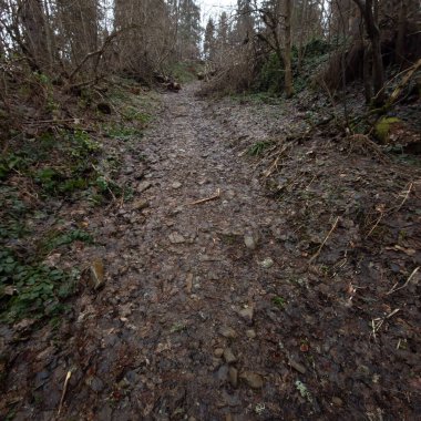 Ormanın ortasında bir patika.