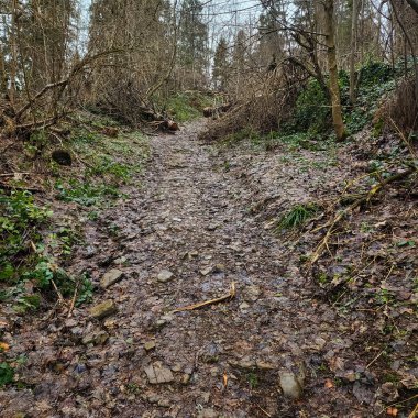 İlkbaharda ormanda patika