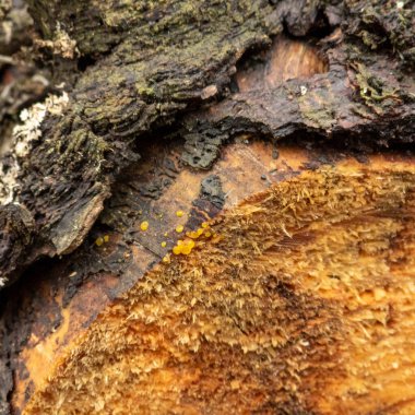 Ağaç kabuğu arkaplan dokusunu kapat.