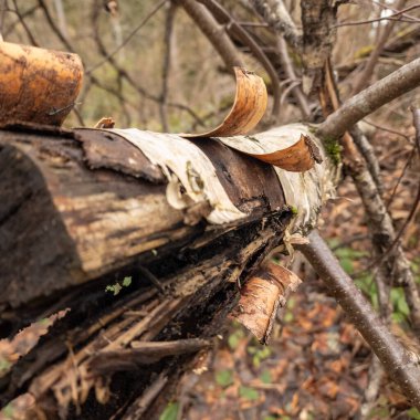 bir ağaç kütüğüne yaklaş