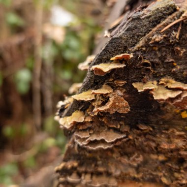Bir çam ağacının gövdesindeki mantarın yakın çekimi.