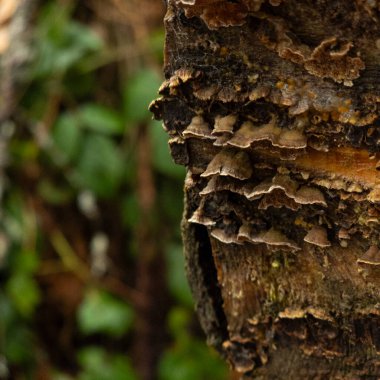 Ağaç Gövdesi deseni makro çekim