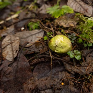 Ormanda vahşi bir sarımsak manzarası var.