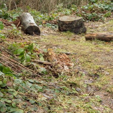 Eski tahta ve kütük