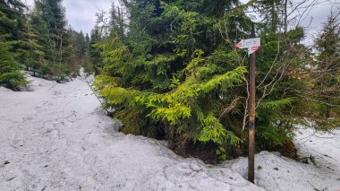 Bir ormandaki ağaçlar kar kaplı