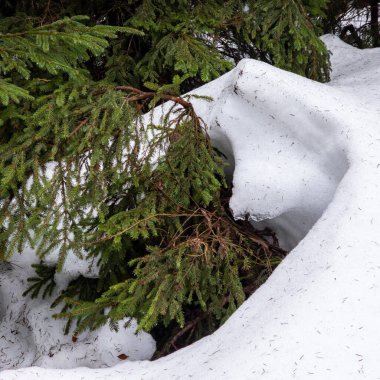 Ormanda karla kaplı çam ağacı
