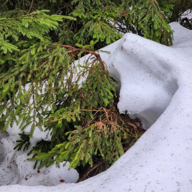Kar- ormandaki çam ağaçları kışın dağlarda.