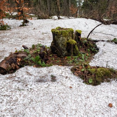Kışın ormanda karla kaplı ağaç kütüğü.