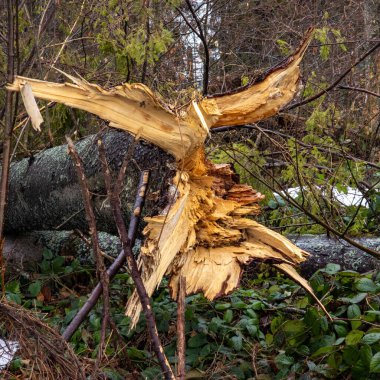 Ormandaki kırık bir ağaç gövdesinin yakın çekimi.