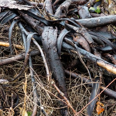 Ağaçların ve dalların siyah kökleri