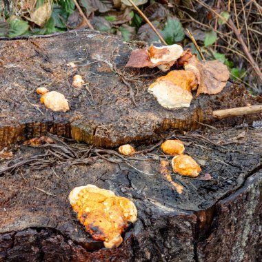 Sarı ve kırmızı sonbahar yapraklı çürük kütük..