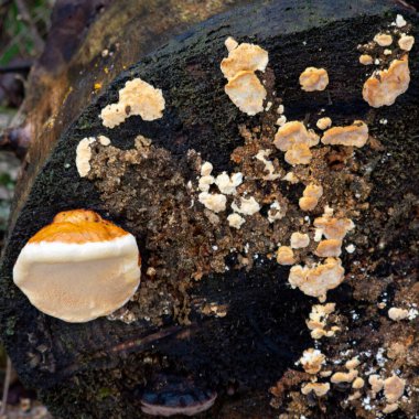 Eski bir ağacın gövdesinde büyük kahverengi ve beyaz bir porcini mantarı..