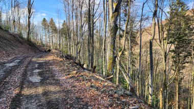 Ormanın güzel manzarası