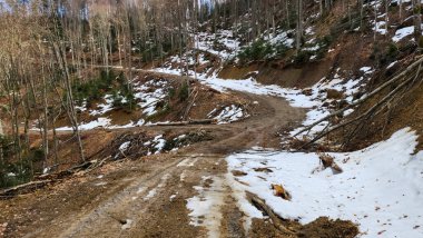 Ormanda karlı kış yolu