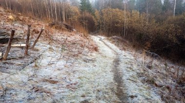 Ormandan geçen bir yol.