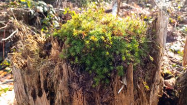 Ağaçların kökleri, yosunlar