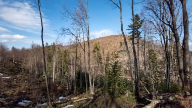 Ağaçlı dağ sıraları