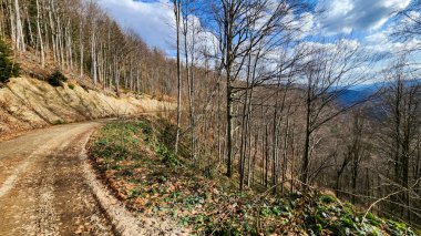 Ormandaki dağ yolu.