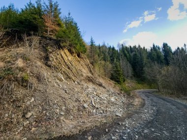 Dağ ormanının güzel manzarası