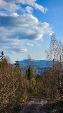 Ormandaki bir yolun güzel manzarası.