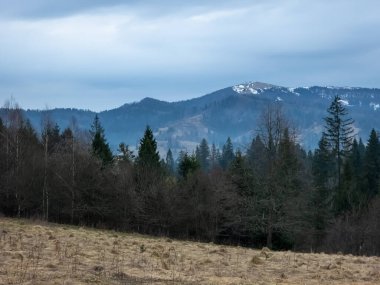 Bulutlu bir gökyüzünün altındaki bir ormanın alçak açılı görüntüsü.