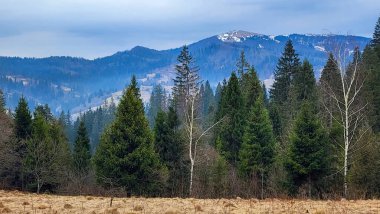 Ormanın güzel manzarası