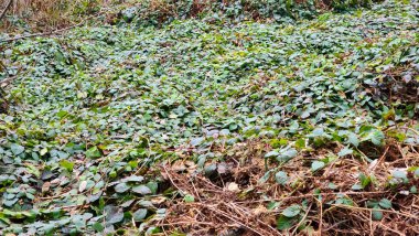 Orman zeminindeki bitkinin yapraklarının dikey yakın çekimi.