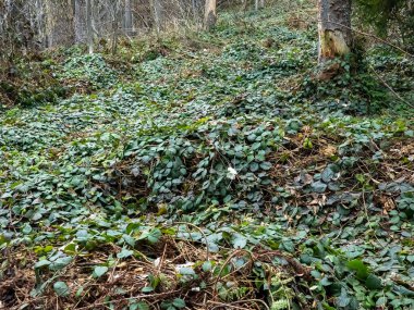 Ormanda yeşil yosun