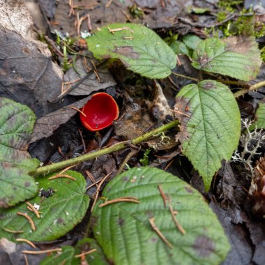 Ormanda kırmızı mantarlar