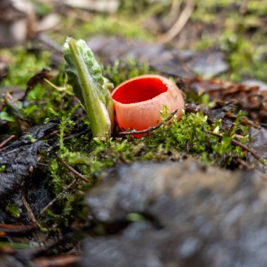 kırmızı bere mantar orman.