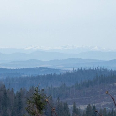 Sisin içindeki dağlarda bir ormanın dikey görüntüsü.