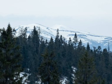 Karpatlar 'da kış manzarası. ukraine