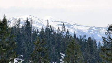 Karla kaplı ağaçlarla kaplı kış manzarası