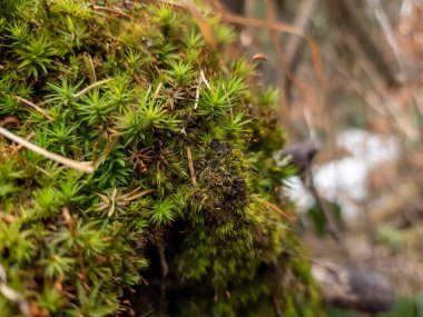 Yerde yosun olan küçük bir ağacın yakınında.
