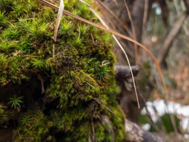 Ağaç gövdesinde yosun var.