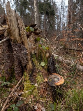 Arka planda bulanık bir ağaç kütüğünün dikey görüntüsü