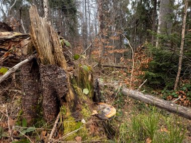 ağaç kütüğü orman yosun ile