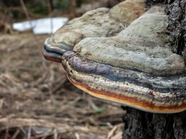 Ormandaki mantara yakın çekim.