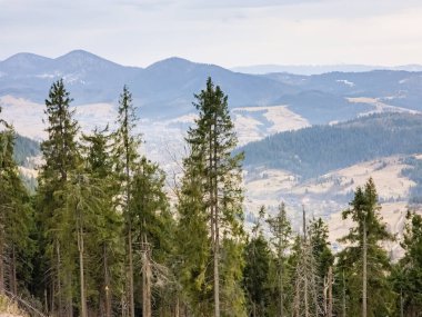 Dağlarda bir ağacı olan güzel bir manzara.