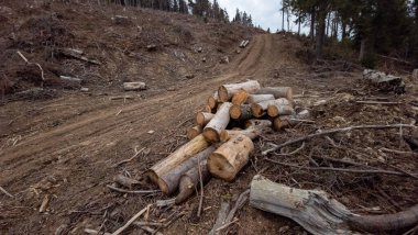 ormana odun yığını