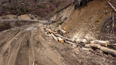 Ormandaki yol. Kesilmiş ağaçlar yığını.