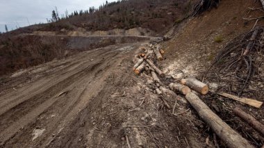 ormana odun yığını.