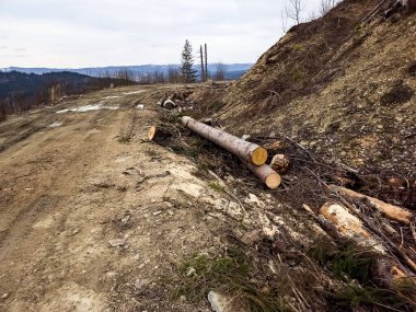 Ormandaki yol bozulmuş..